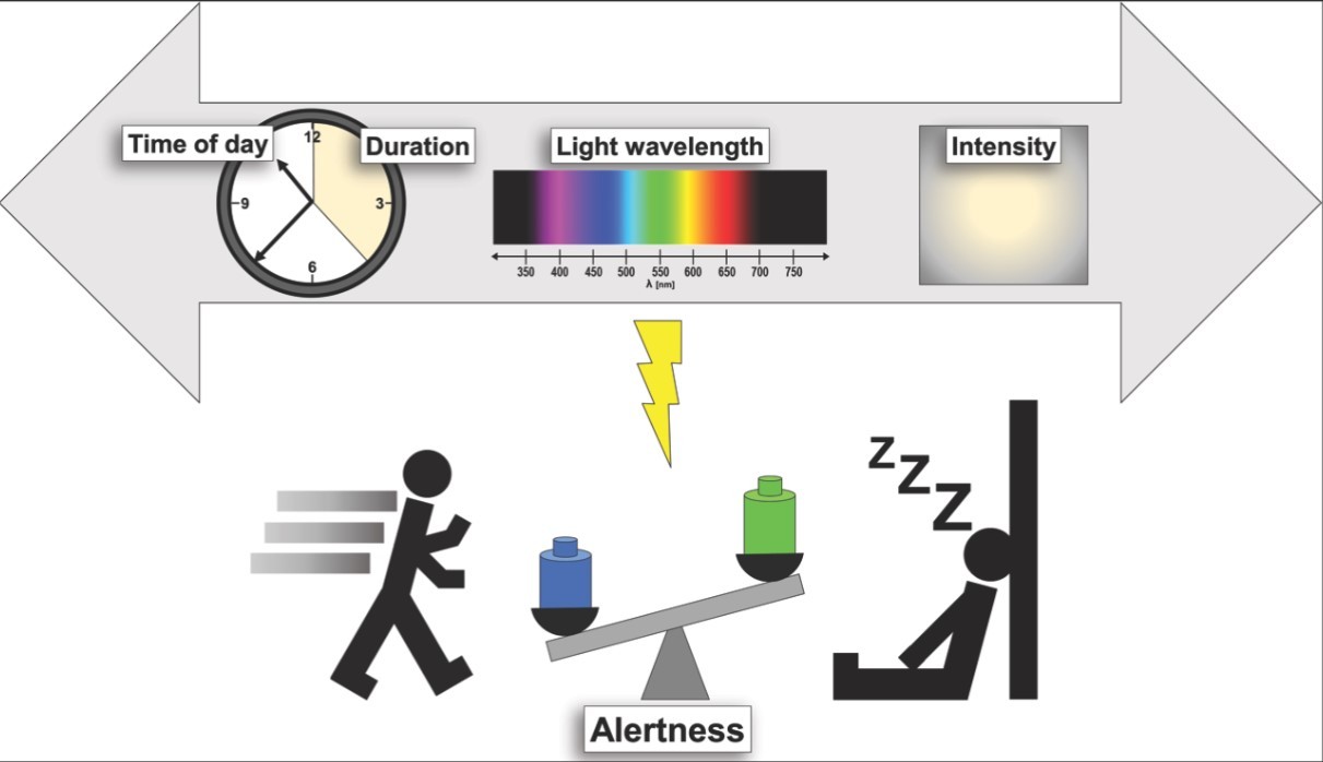 Ljusets inverkan på vakenhet och sömnighet