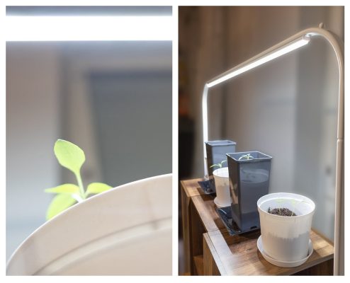 Använd LED-lampor för att odla växter året runt Använd LED-lampor för att odla växter året runt