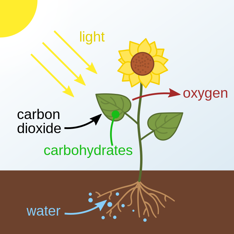 Photosynthesis - Wikipedia - LedStore Att använda LED-lampor för att odla växter året runt är mycket framgångsrikt. Använda KEinlight för att skapa fotosyntes