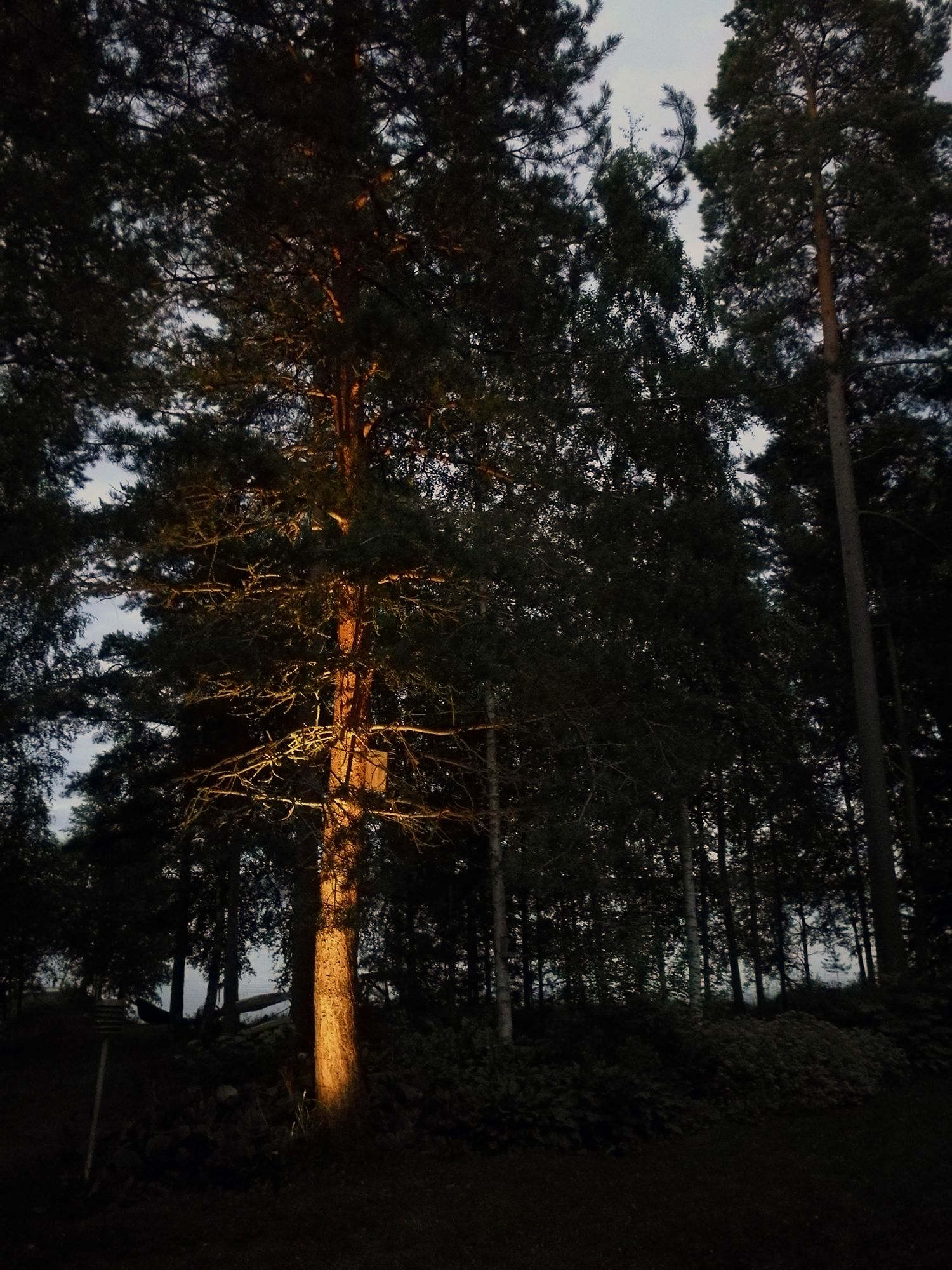 Trädbelysning på en innergård med en riktbar landskapsarmatur. Ledstore.fi