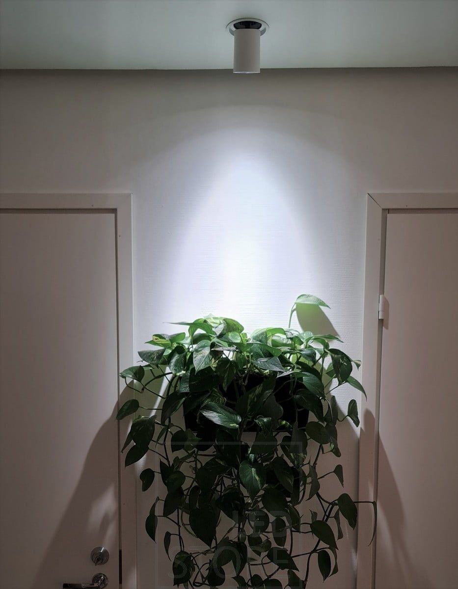 KOLO led spotlight riktad mot växten. Fungerar som växtbelysning tack vare sitt goda färgåtergivningsindex. Ledstore.fi
