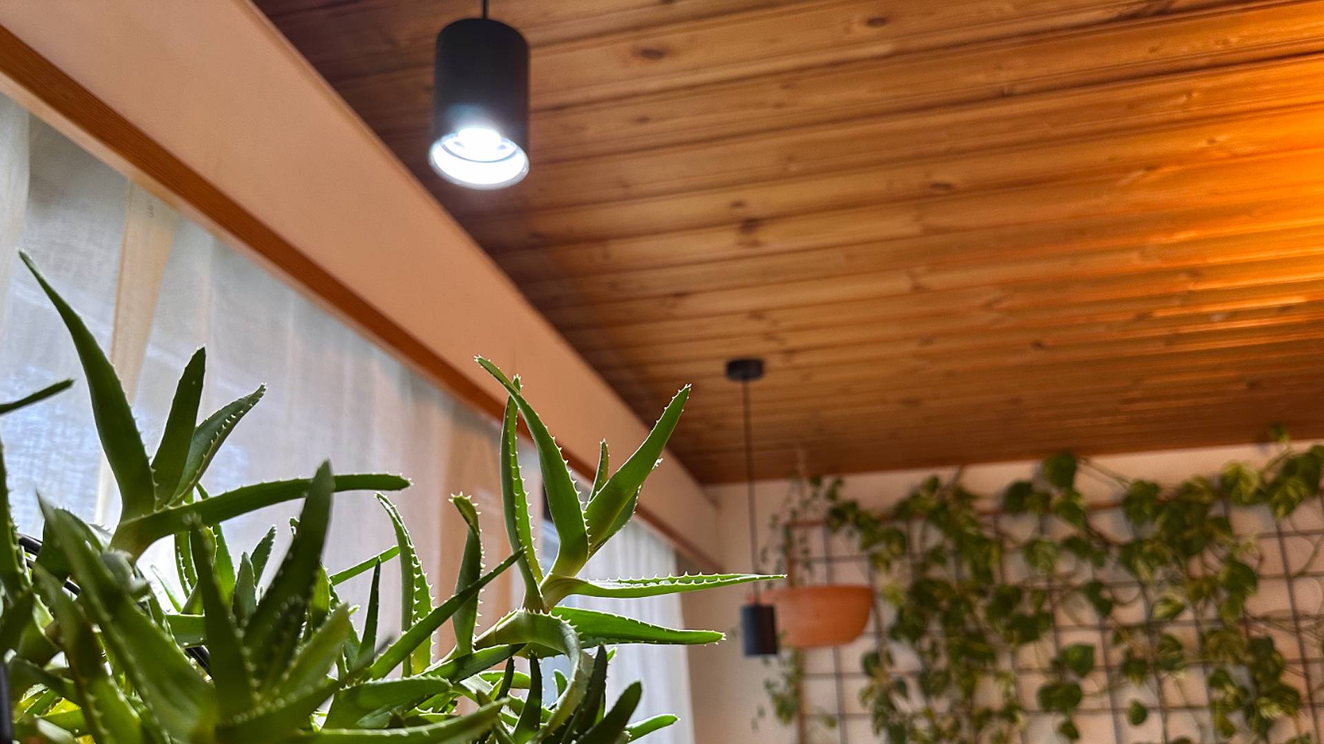 LedStore.fi erbjuder den perfekta lösningen för att skapa en mysig interiör med LED-belysning. LED-pendelarmaturer monterade på ett trätak ger både snygg och energibesparande belysning. Den stora aloe-växten i förgrunden och de gröna växterna i olika storlekar som hänger på nätväggen i bakgrunden skapar en grön och fräsch atmosfär som ger liv åt utrymmet.