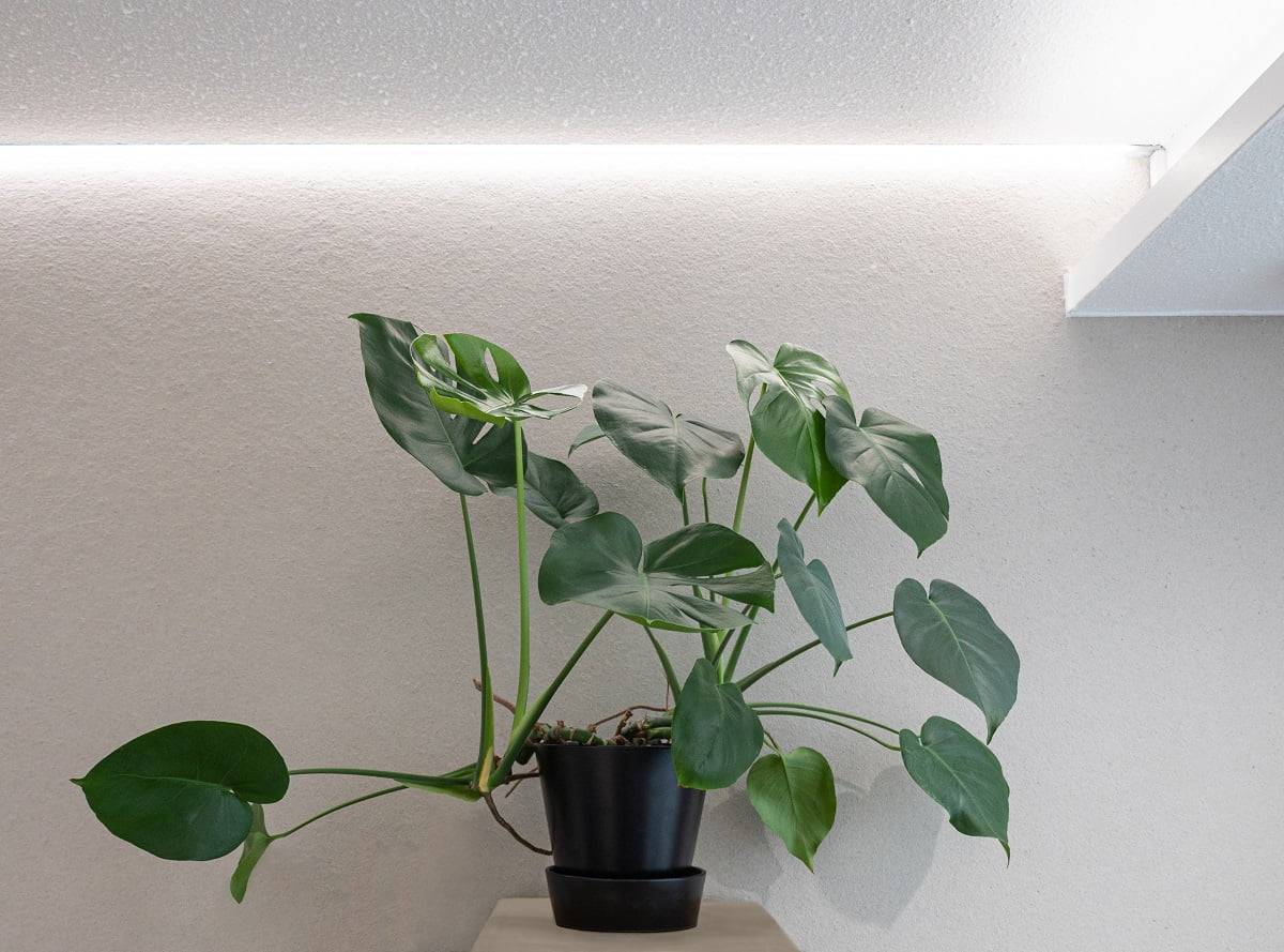 LedStore.fi erbjuder bra LED-belysning för att komplettera din inredning. I det här exemplet vilar en grön monstera-växt i en svart kruka på en ljus träyta. LED-belysningen ovanifrån gör växten ännu vackrare. När växten står framför en ljus, monokromatisk vägg skapar ensemblen en cirkulär och lugnande luft i ditt hem eller på ditt kontor.