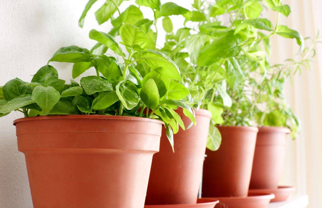 Terrakottakrukor med gröna växter med LED-lampor på en upplyst fönsterbräda, vilket förbättrar tillväxten med naturlig och artificiell belysning.