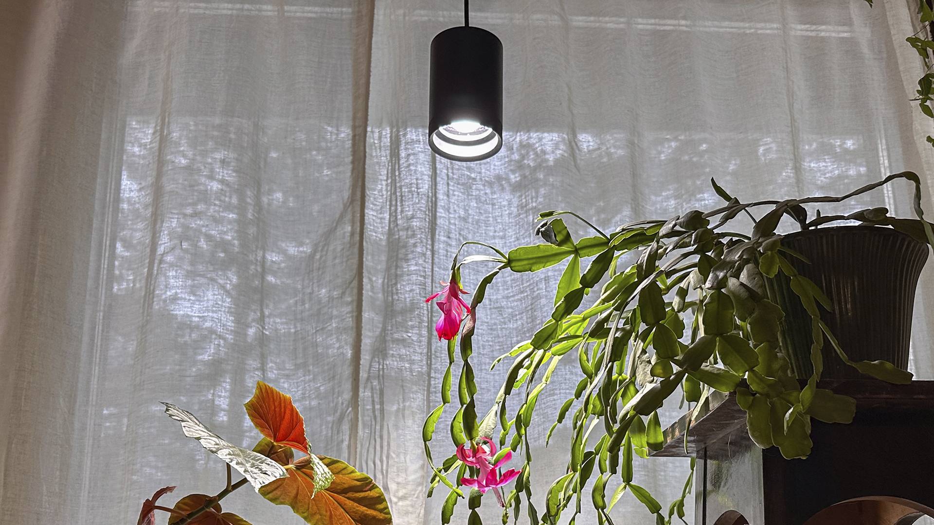 växtljus och blommande växter