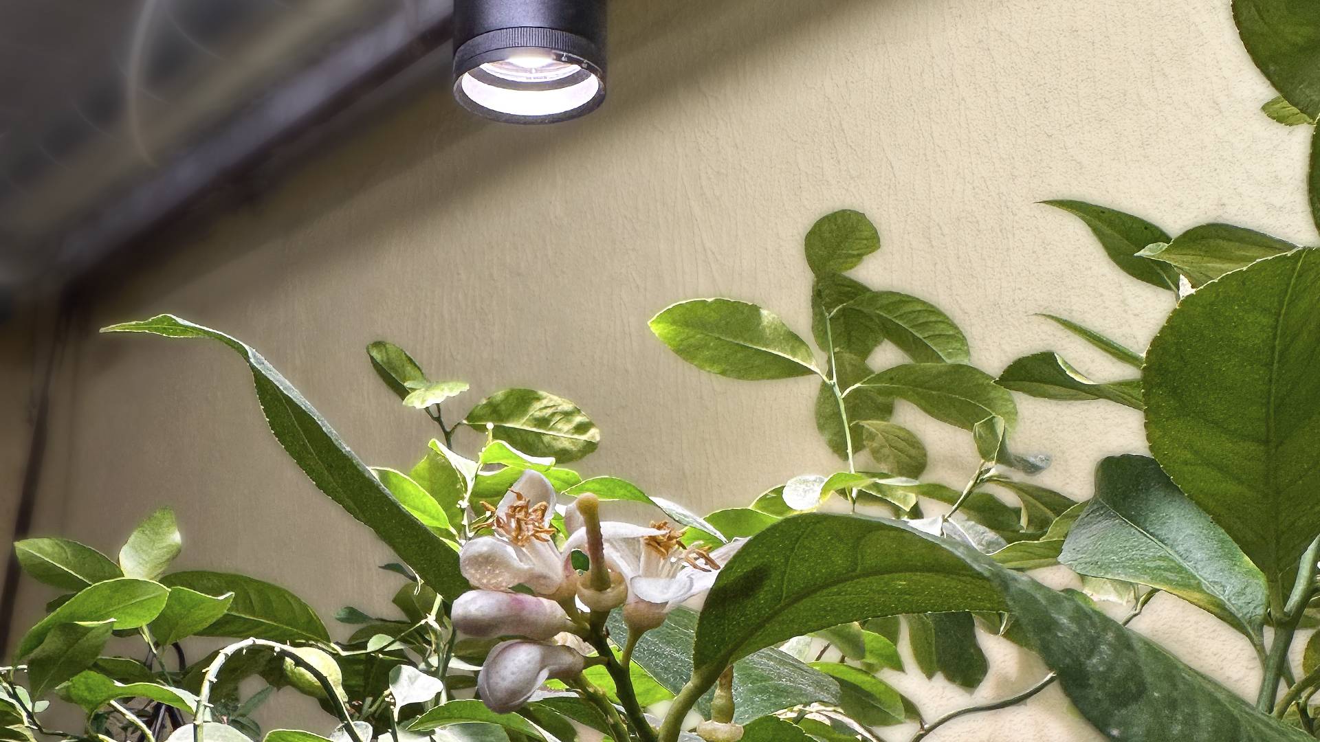 Ett blommande citronträd under en växtlampa i Focus.