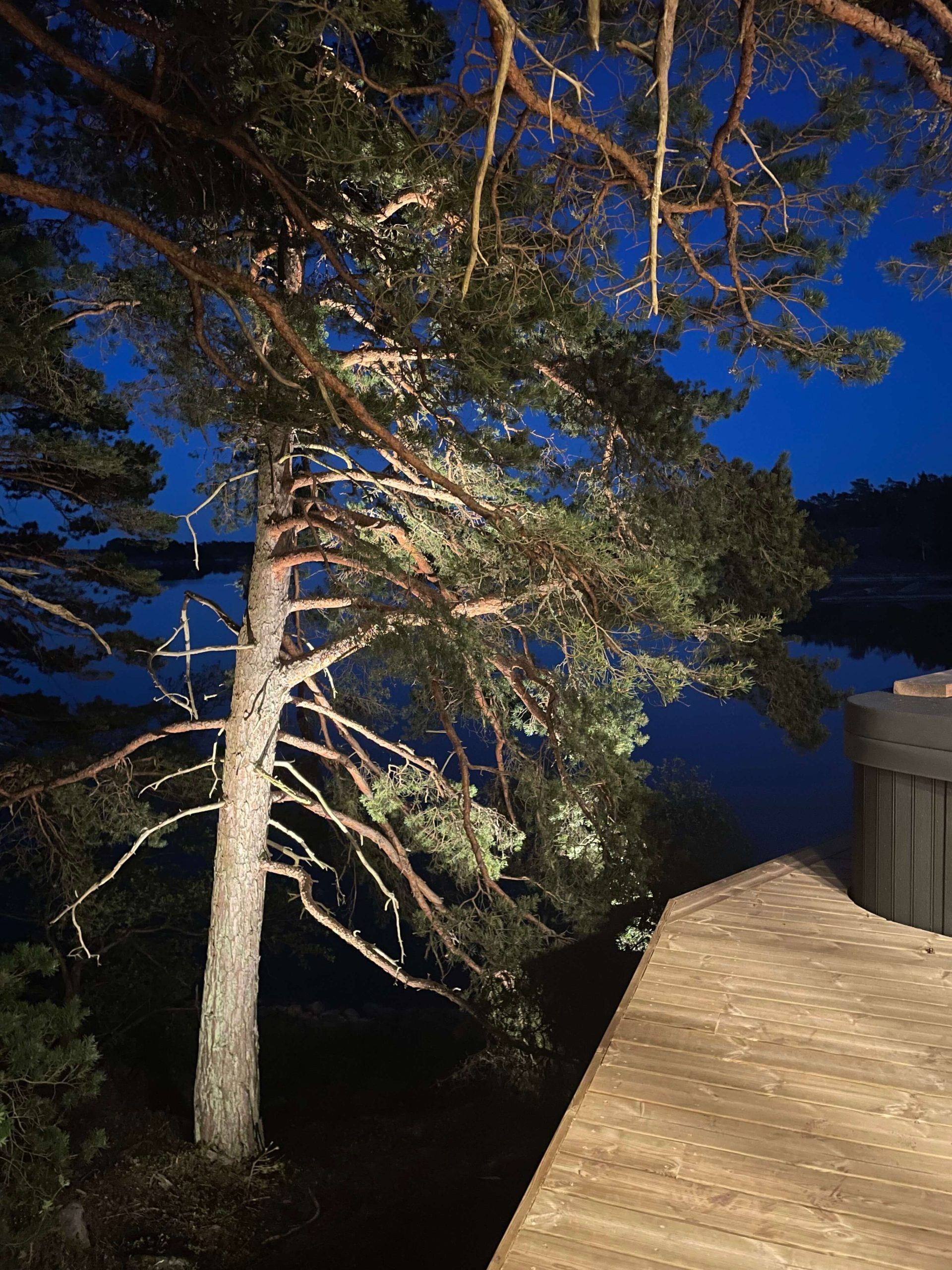 Belysning av träd.