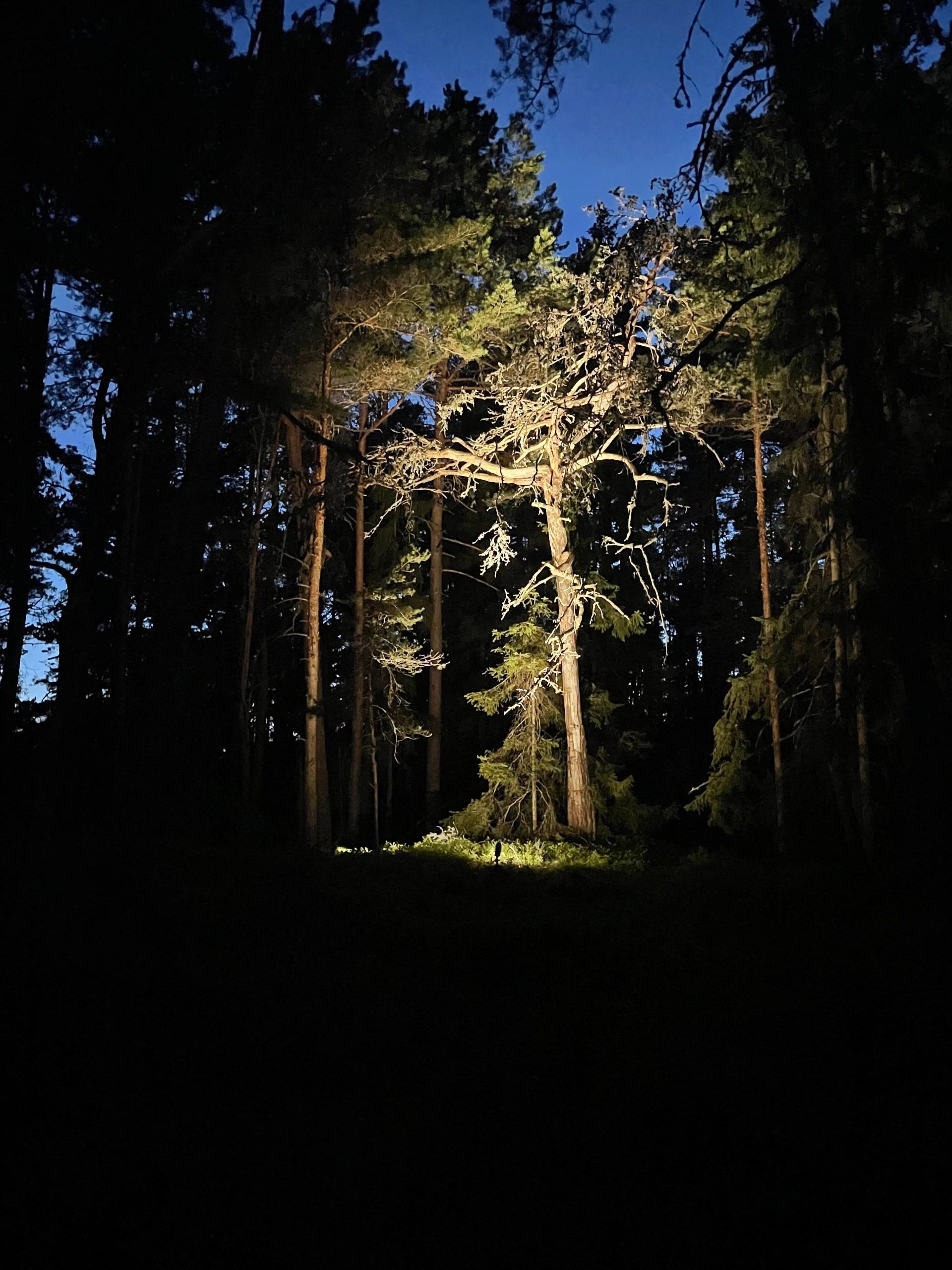 Spikjordlampa för trädbelysning.